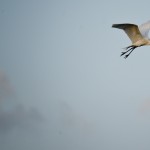 Birds at Murphy Park
