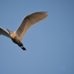 Birds at Murphy Park