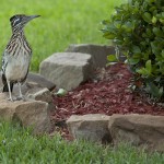 Greater Roadrunner
