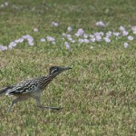 Greater Roadrunner