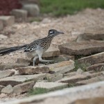 Greater Roadrunner