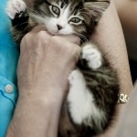 Animal Shelter Adoptions