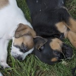 Animal Shelter Adoptions