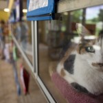 Animal Shelter Adoptions
