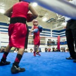 Sterling Gloves Boxing