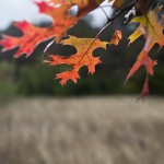 Autumn Color