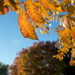 Autumn in Taylor