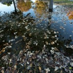 Autumn in Taylor