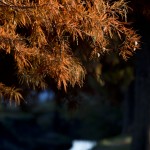 Autumn in Taylor