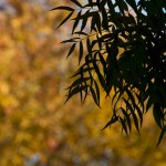 Autumn in Taylor