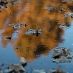 Autumn in Taylor