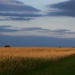 Field of Corn