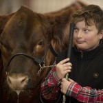 Livestock Show