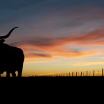 Longhorn Sunset