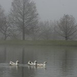 Birds in Fog