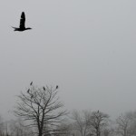 Birds in Fog
