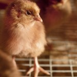 Chicken Seminar