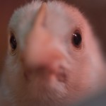 Chicken Seminar