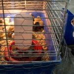Chicken Seminar