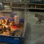 Chicken Seminar