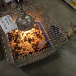 Chicken Seminar