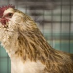 Chicken Seminar