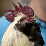 Chicken Seminar