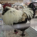 Chicken Seminar
