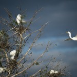2015 Birds @ Murphy Park