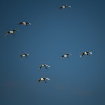 2015 Birds @ Murphy Park