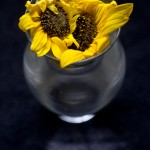 A Gift of Sunflowers