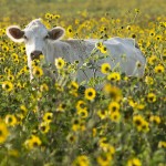 Field of sunflowers