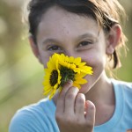 Field of sunflowers