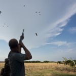 Dove Hunting Season