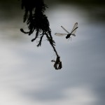 Dragonfly & Water