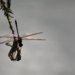 Dragonfly & Water