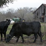 Barn Tractor Cows