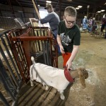 Livestock Show Preps