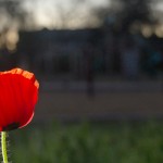 2016 First Poppies