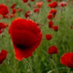 Red Poppy Features