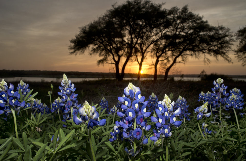 160323 GEORGETOWN, TEXAS: Bluebonnets are beginning to adorn the landscape at Lake Georgetown, as seen at the Overlook near sunset on Wednesday. Photo by Andy Sharp.