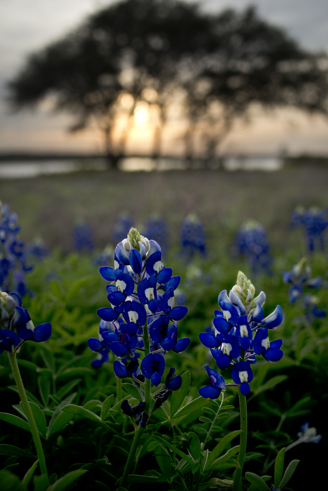 160323 GEORGETOWN, TEXAS: Bluebonnets are beginning to adorn the landscape at Lake Georgetown, as seen at the Overlook near sunset on Wednesday. Photo by Andy Sharp. 37