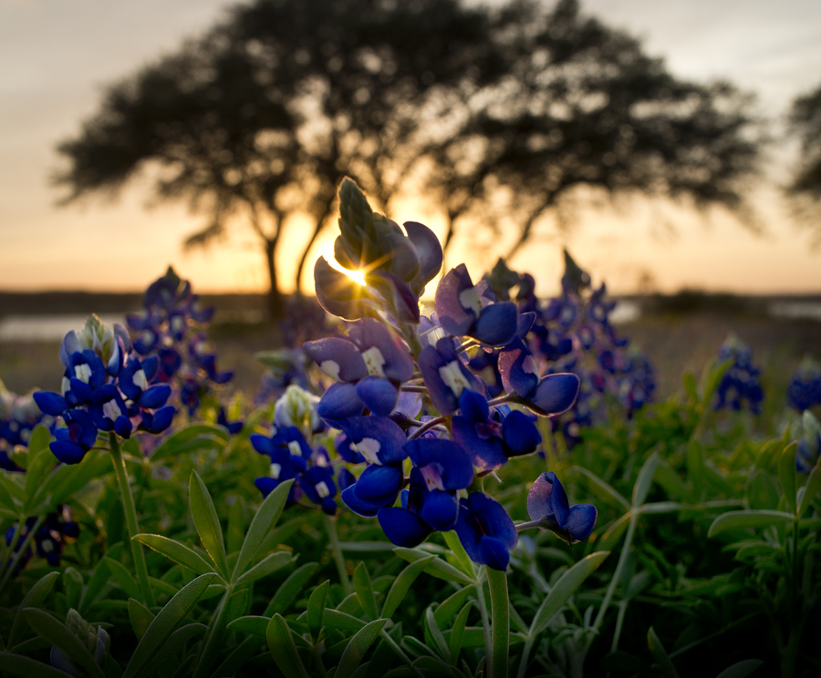 160323 GEORGETOWN, TEXAS: Bluebonnets are beginning to adorn the landscape at Lake Georgetown, as seen at the Overlook near sunset on Wednesday. Photo by Andy Sharp. 95