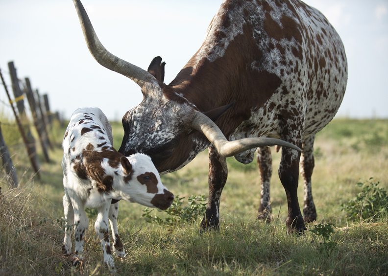 Mama Longhorn with her new baby in Taylor, Texas.