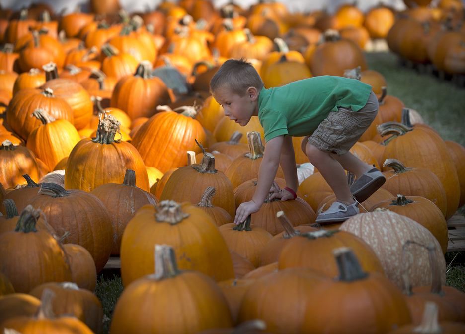 Searching for the perfect Halloween pumpkin in Georgetown, Texas.