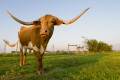 Brahma & Longhorn