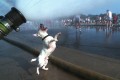 Dog Drink