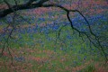 Ennis Wildflower Trail