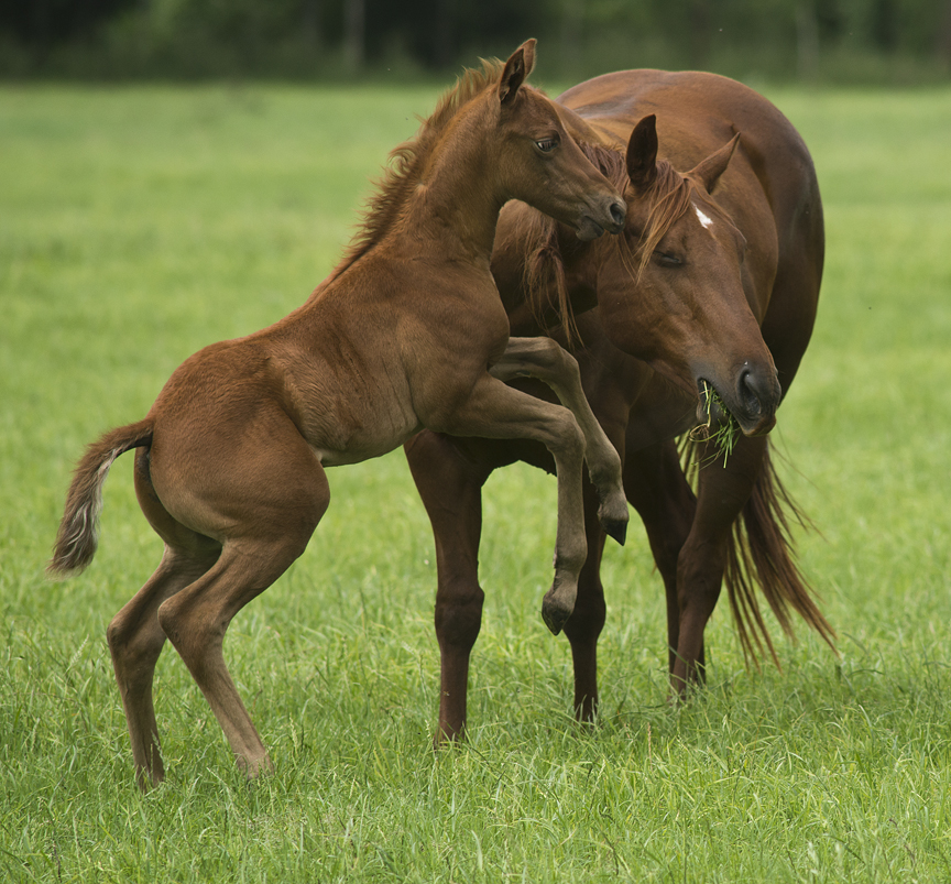 Foal and its Mama