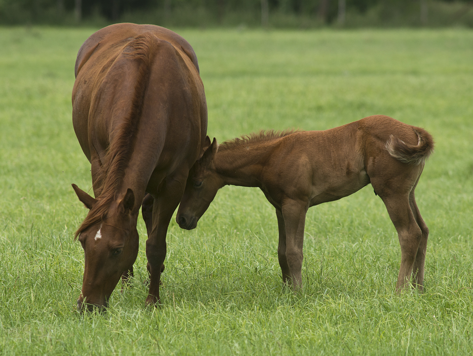 Foal and its Mama